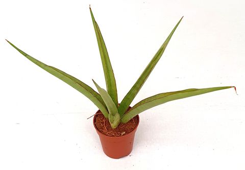 Sansevieria 'Starshine'