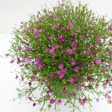 Gypsophila muralis 'Gypsy Deep Rose'