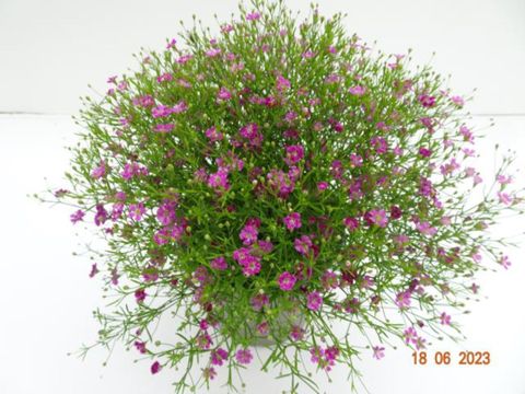 Gypsophila muralis 'Gypsy Deep Rose'
