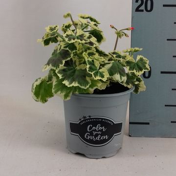 Pelargonium 'Frank Headly'