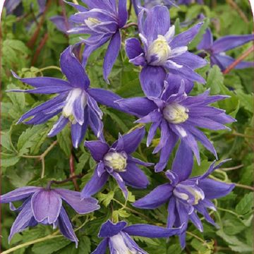 Clematis 'Lagoon' (A)