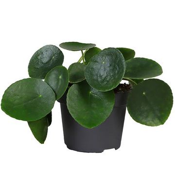 Pilea peperomioides