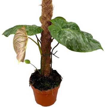 Philodendron 'Majestic'