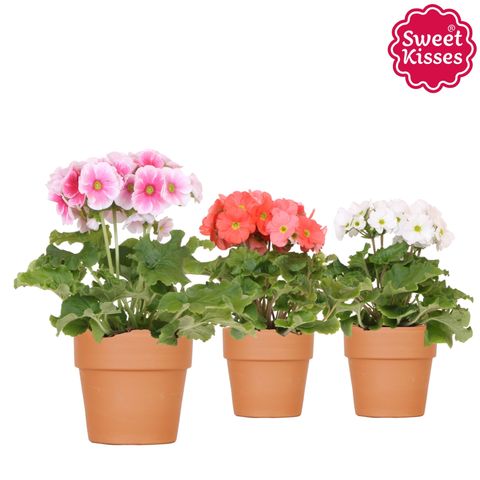 Primula obconica SWEET KISSES MIX