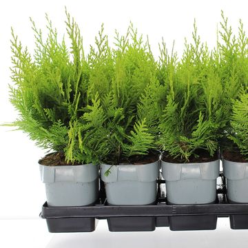 Chamaecyparis lawsoniana 'Ivonne'