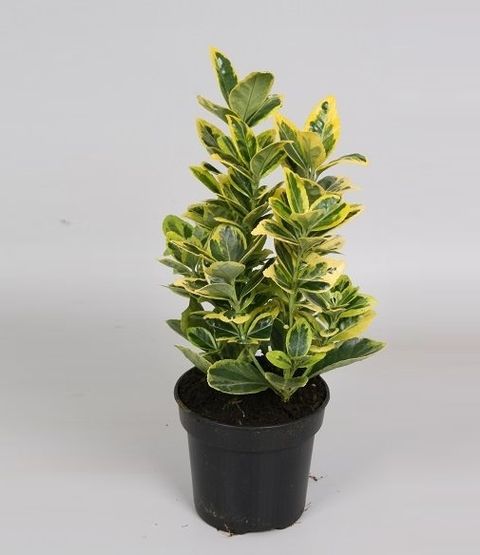 Euonymus japonicus 'Marieke' — Plant Wholesale FlorAccess