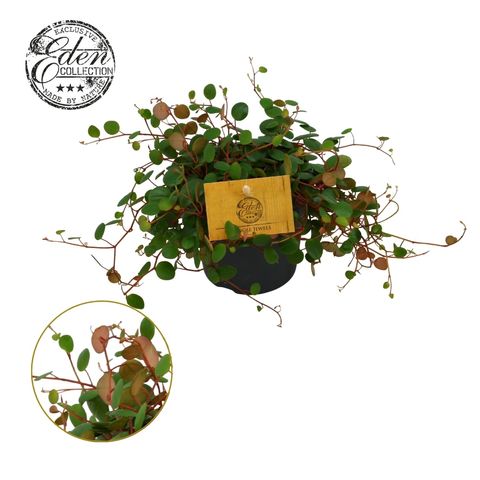 Peperomia 'Pepperspot'