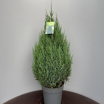 Juniperus chinensis 'Stricta'