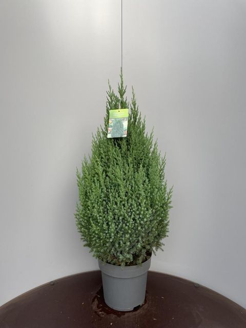 Juniperus chinensis 'Stricta'