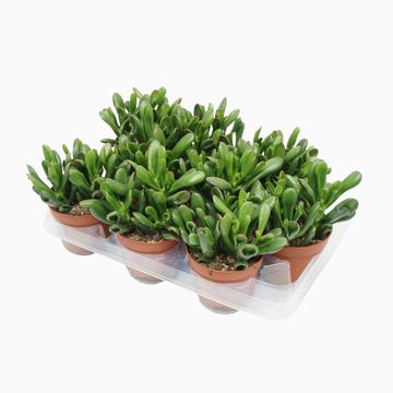 Crassula ovata 'Horntree'