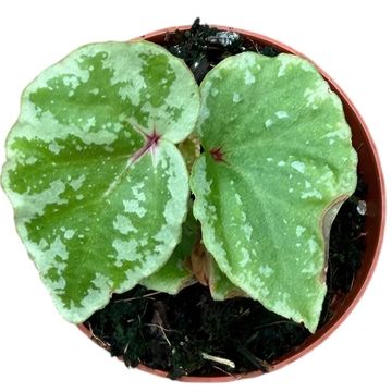 Begonia 'Temuyuk Silver'