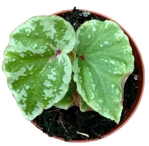 Begonia 'Temuyuk Silver'
