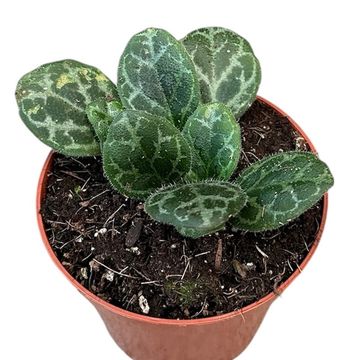 Primulina yungfuensis