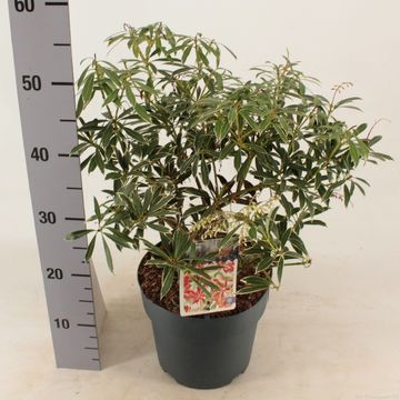 Pieris 'Flaming Silver'