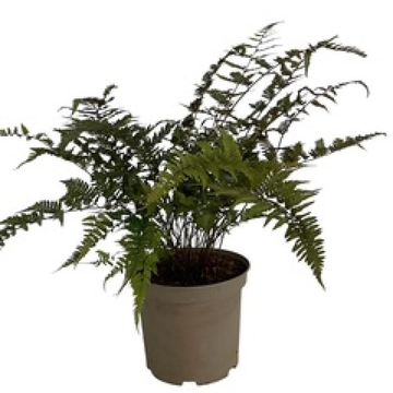 Athyrium niponicum
