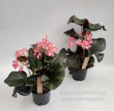 Begonia 'Alice Faye'