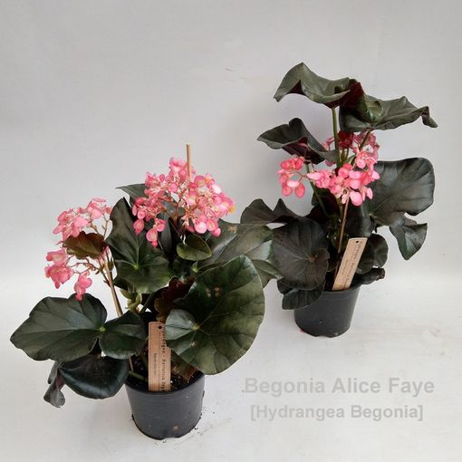 Begonia 'Alice Faye'