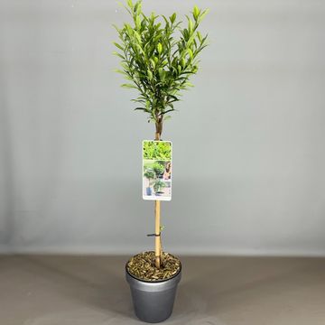 Prunus laurocerasus SOFIA