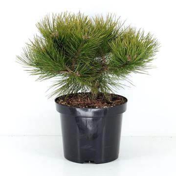 Pinus densiflora 'Low Glow'