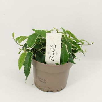 Ficus sagittata 'Variegata'