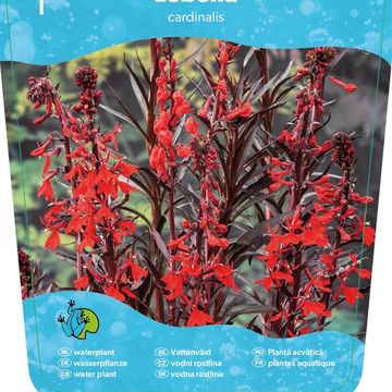 Lobelia cardinalis