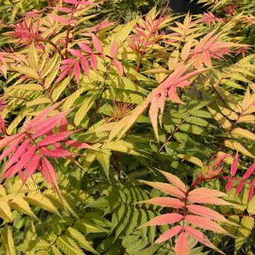 Sorbaria sorbifolia 'Sem'