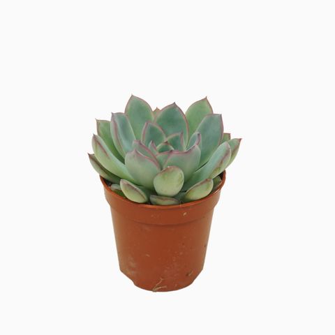 Echeveria 'Apus'