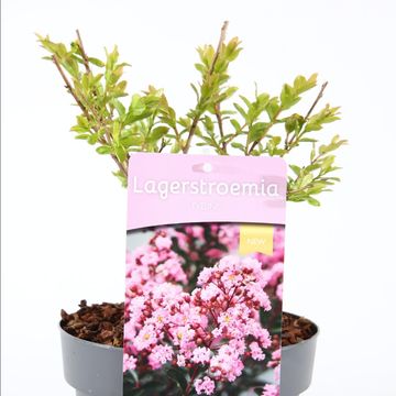 Lagerstroemia indica EVELINE