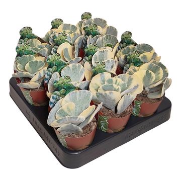 Cotyledon orbiculata 'Undulatum Variegata'