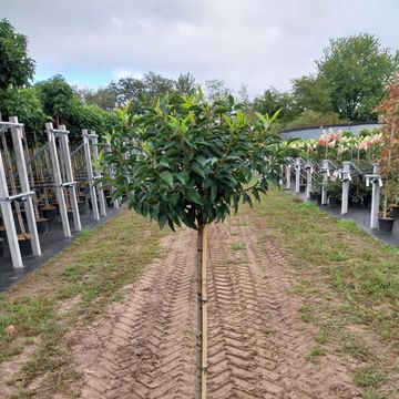 Prunus lusitanica 'Angustifolia'