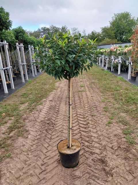 Prunus lusitanica 'Angustifolia'