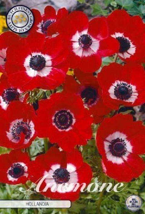 Anemone coronaria 'Hollandia'