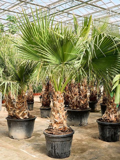 Washingtonia filifera