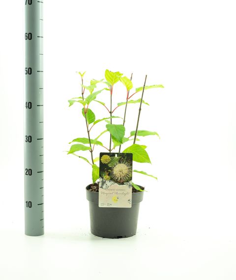 Cephalanthus occidentalis MOONSHINE FANTASY
