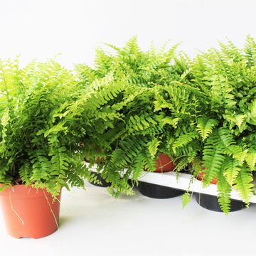 Nephrolepis exaltata 'Bostoniensis'