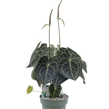 Anthurium clarinervium