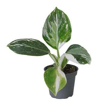 Philodendron 'White Wizard'