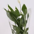 Spathiphyllum 'Alana'
