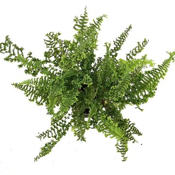 Dryopteris filix-mas 'Linearis Polydactyla'