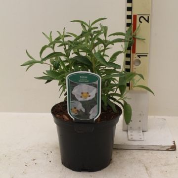 Cistus x purpureus 'Alan Fradd'