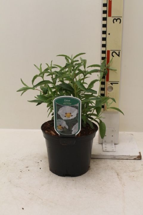 Cistus x purpureus 'Alan Fradd'