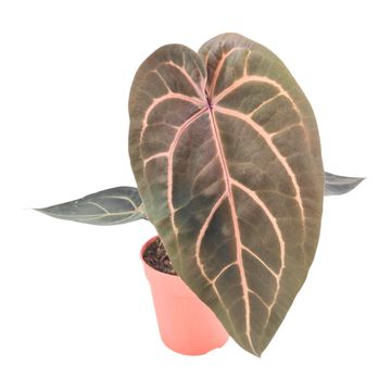 Anthurium DocBlock Red Velvet Cake®'24' X Home Sweet Home '32'