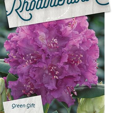 Rhododendron 'Rasputin'