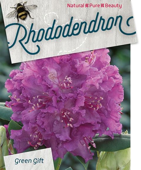 Rhododendron 'Распутин'