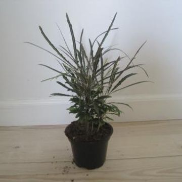 Schefflera elegantissima