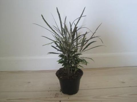 Schefflera elegantissima