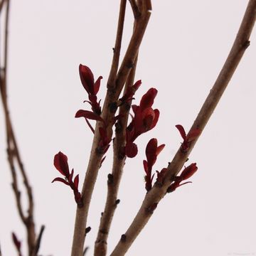 Cotinus coggygria 'Lilla'