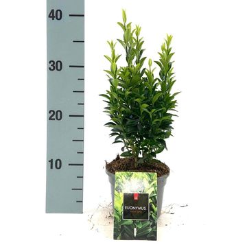 Euonymus japonicus 'Green Spire'