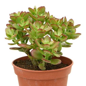 Crassula ovata 'Minor'