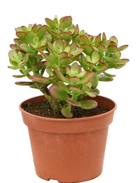 Crassula ovata 'Minor'